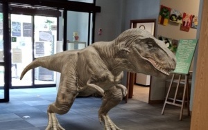 Ogromny dinozaur wędruje do biblioteki.