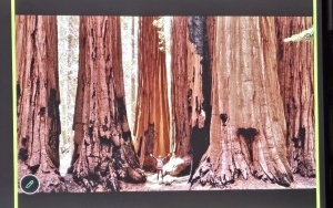 Grupa drzew - kongres