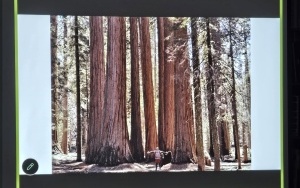 Grupa sekwoii wraz z naszym podróżnikiem