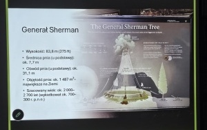 Informacja o drzewie