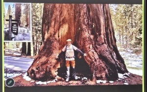 Podróżnik na tle sekwoi