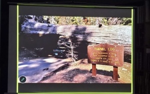 Tunel drzewny z 1937 roku