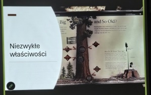 Właściwości drzew